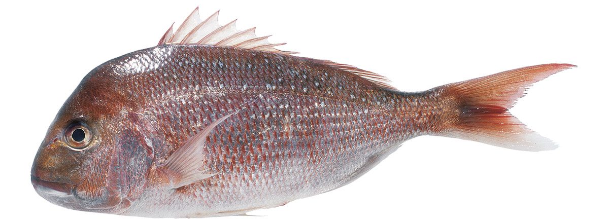 Sill Snapper