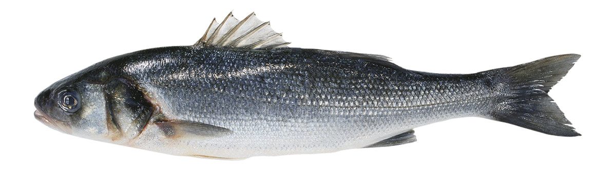Loup de mer, Wolfsbarsch, Bar de ligne