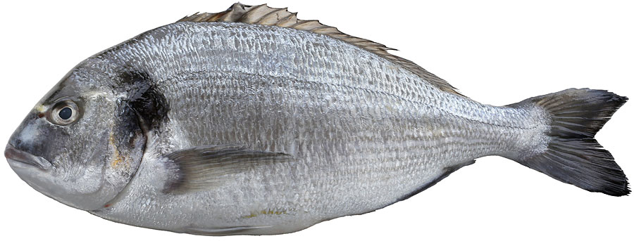 Dorade Royal
