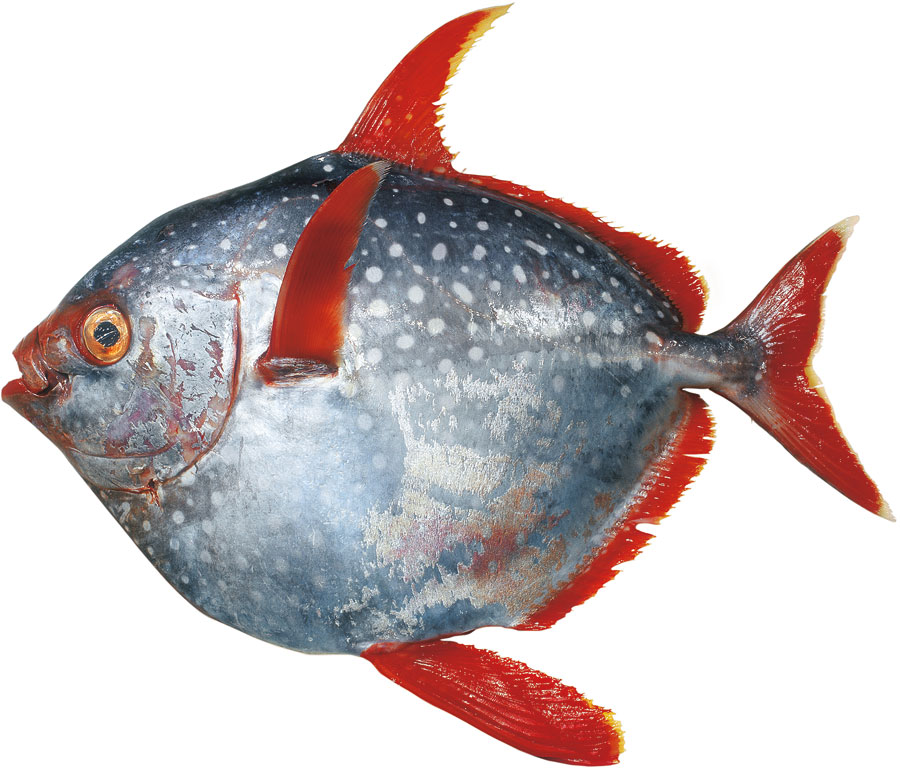 Opah, Mondfisch