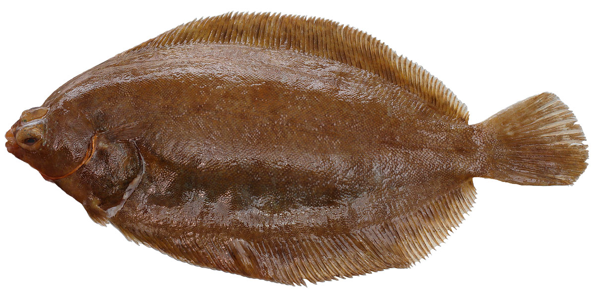 Rotzunge
